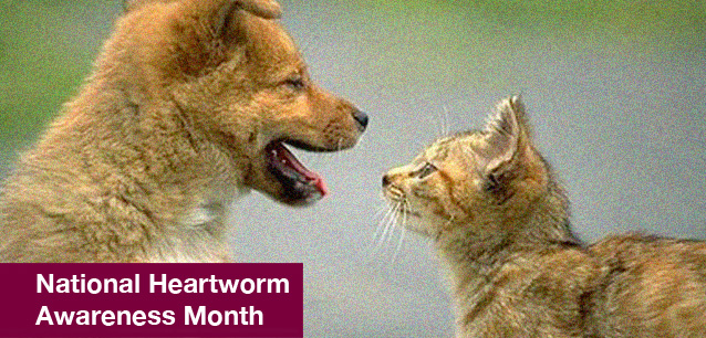 No image found 4859_Heartworm_Awareness_MonthE.png