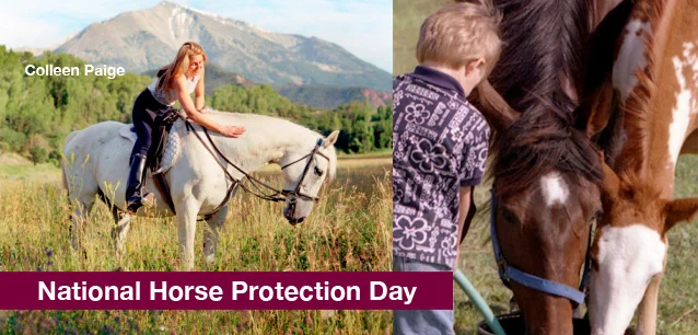 No image found 4925_Horse_Protection_DayE.webp