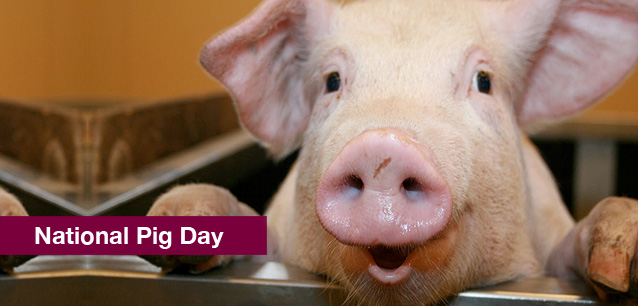 No image found 5923_Pig_DayE.png