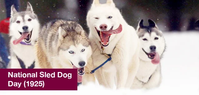 No image found 6430_Sled_Dog_DayE.webp