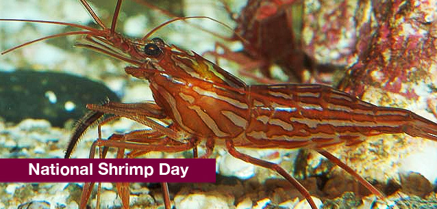 No image found 9031_Shrimp_DayE.png