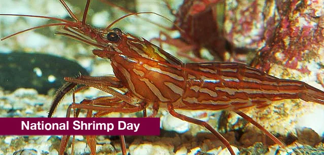 No image found 9031_Shrimp_DayE.webp