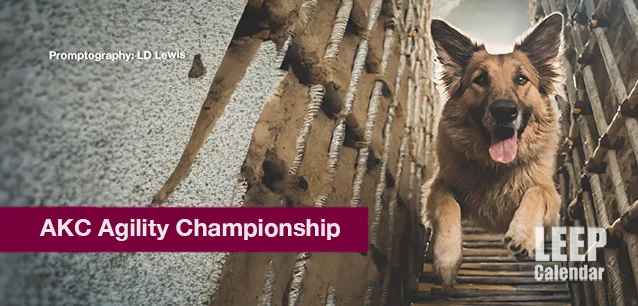 No image found AKC-Agility-Championship-E.webp