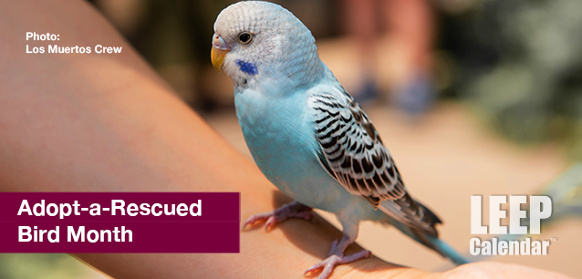 No image found Adopt_Bird_MonthE.png