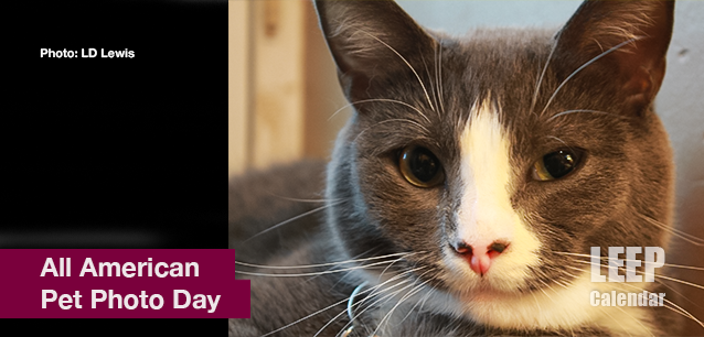 No image found American_Pet_Photo_DayE.png
