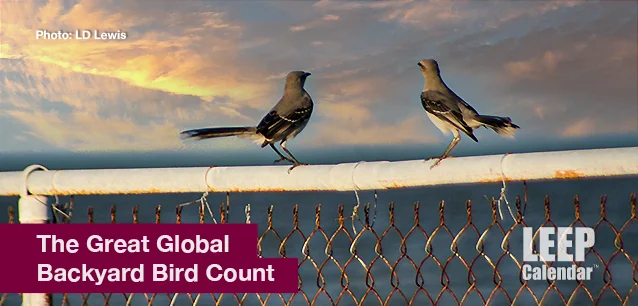 No image found Backyard_Bird_CountE.webp