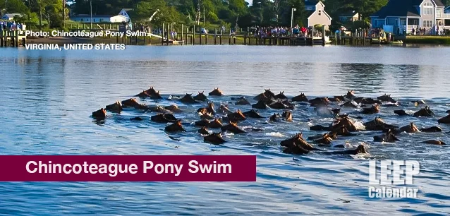 No image found Chincoteague_Pony_SwimE.webp
