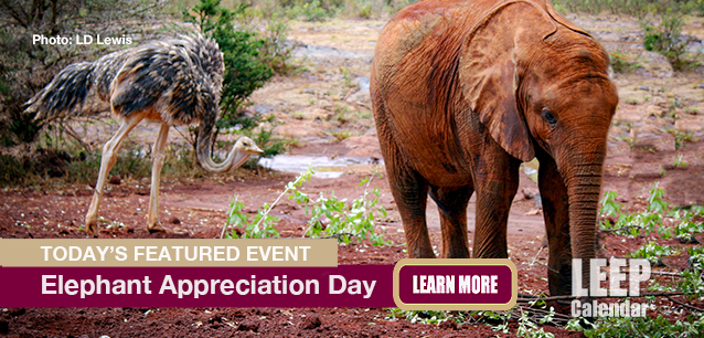 No Image found . This Image is about the event Elephant Appreciation Day: September 22. Click on the event name to see the event detail.