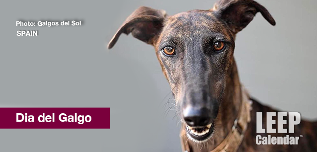 No image found FreeTheGalgosDayE.png