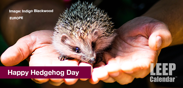 No image found HEDGEHOG_DAYE.png