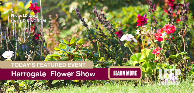 No Image found . This Image is about the event Harrogate Fall Flower Show (UK): September 12-14 (est). Click on the event name to see the event detail.