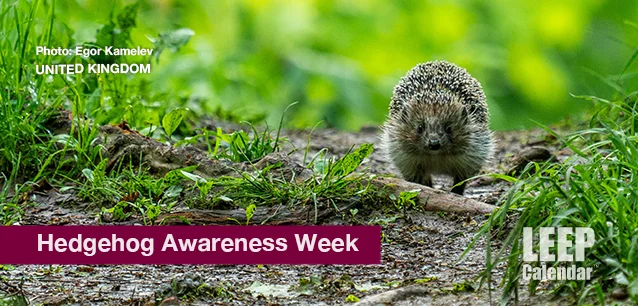 No image found Hedgehog_awareness_weekE.webp