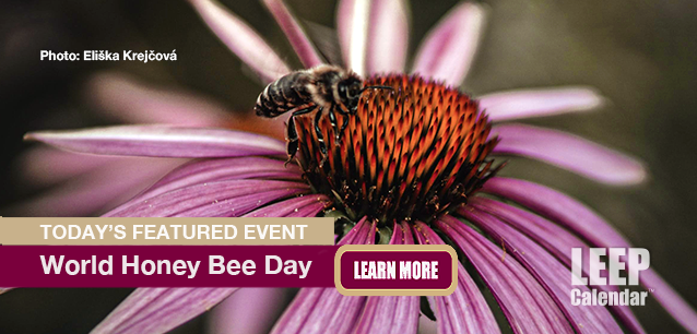 No Image found . This Image is about the event Honey Bee Day, World: August 16. Click on the event name to see the event detail.