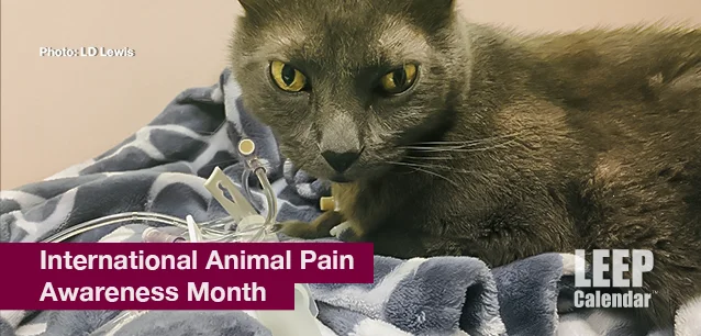 No image found Intl_Animal_Pain_Awareness_MonthE.webp