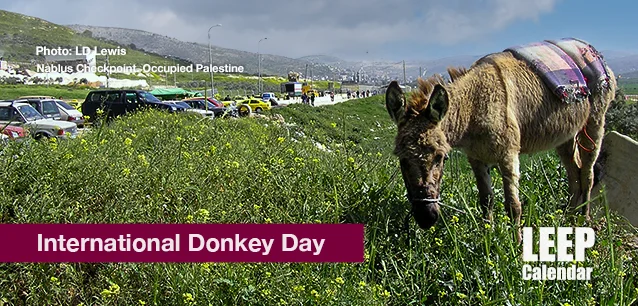 No image found Intl_Donkey_DayE.webp