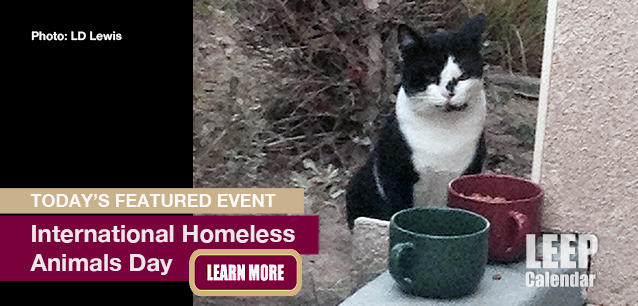 No Image found . This Image is about the event Homeless Animals’ Day, Intl.: August 16. Click on the event name to see the event detail.