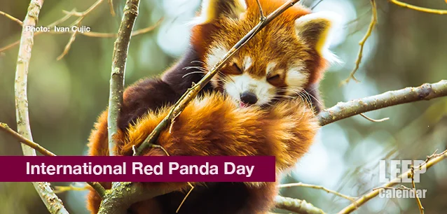 No image found Intl_Red_Panda_DayE.webp