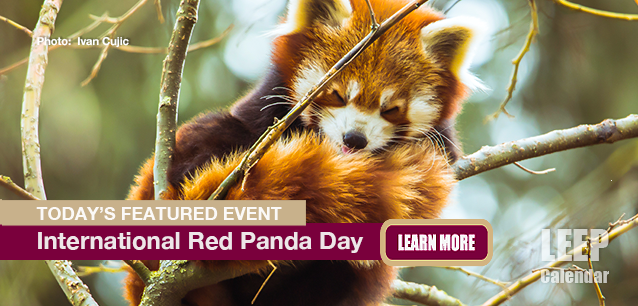 No Image found . This Image is about the event Red Panda Day, Intl: September 20. Click on the event name to see the event detail.