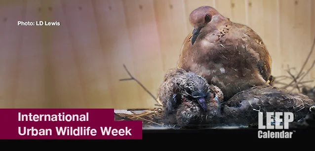 No image found Intl_Urban_Wildlife_WeekE.webp