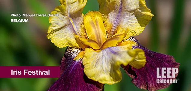 No image found Iris_FestivalE.webp