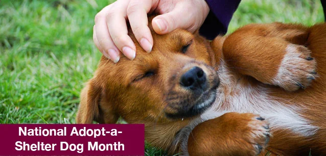 No image found National_Adopt-a-Shelter_Dog_MonthE.webp