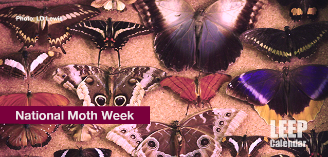 No image found National_Moth_WeekE.png