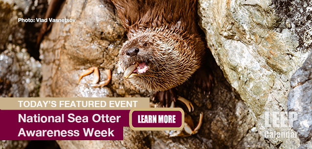 No Image found . This Image is about the event Sea Otter Awareness Week: September 21-27. Click on the event name to see the event detail.