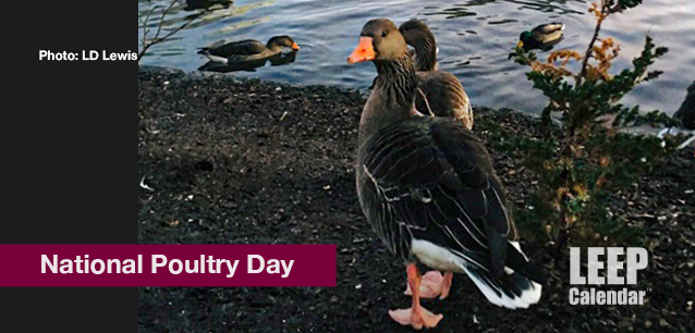 No image found Ntl_Poultry_DayE.png