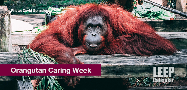 No image found Orangutan_Caring_WeekE.png
