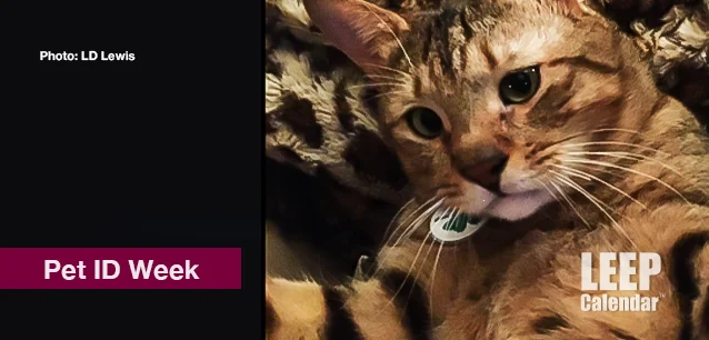 No image found Pet_ID_WeekE.webp