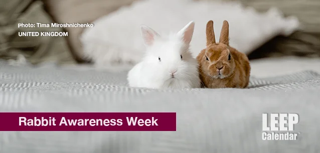 No image found Rabbit_Awareness_WeekE.webp