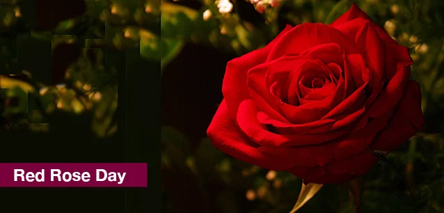 No image found RedRoseDayE.webp