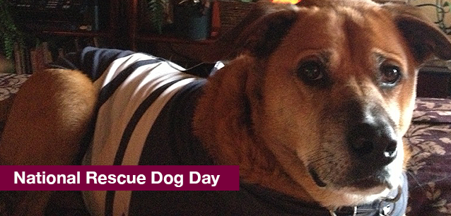 No image found RescueDogDayE.png