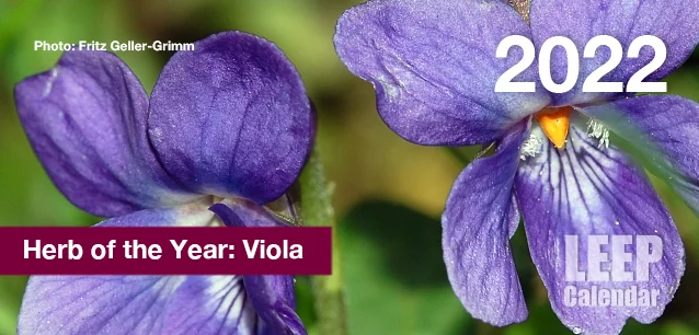 No image found Viola2022E.webp
