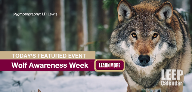 No Image found . This Image is about the event Wolf Awareness Week, Intl: October 19-25 . Click on the event name to see the event detail.