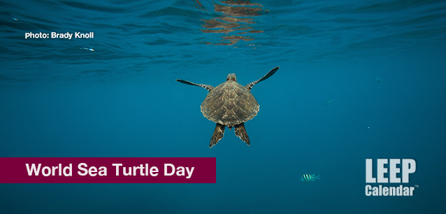 No image found World_Sea_Turtle_DayE.png