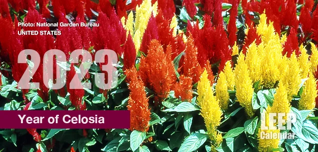 No image found Year_of_CelosiaE.webp