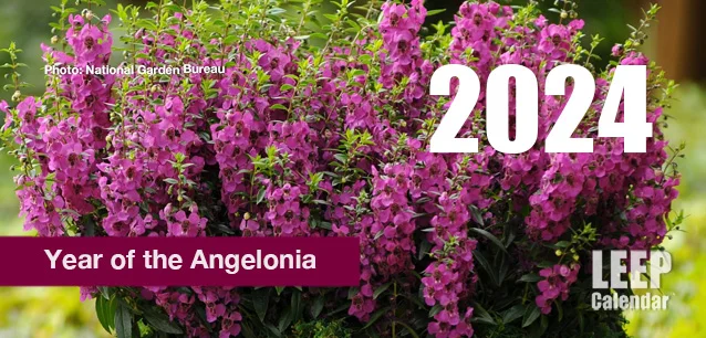 No image found Year_of_the_AngeloniaE.webp