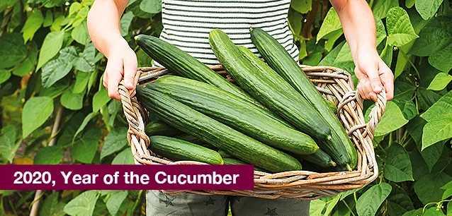 No image found YearofCucumberE.webp